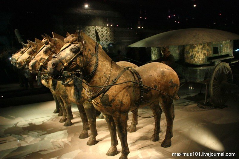 maximus101-terracota-19 maximus101-terracota-19
